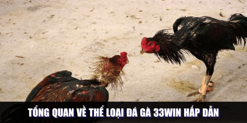 Tổng quan về đá gà 33win