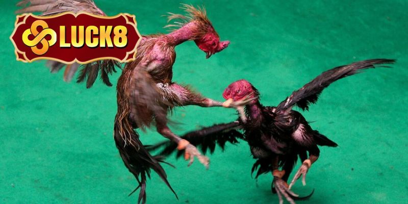 Hội viên cực kỳ yêu thích tham gia đá gà nòi Luck8 