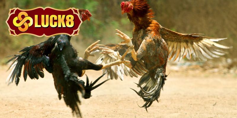 Tiêu chí chọn gà nòi cũng rất khắt khe 
